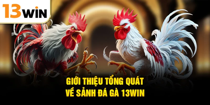 Giới thiệu tổng quát về sảnh đá gà 13WIN