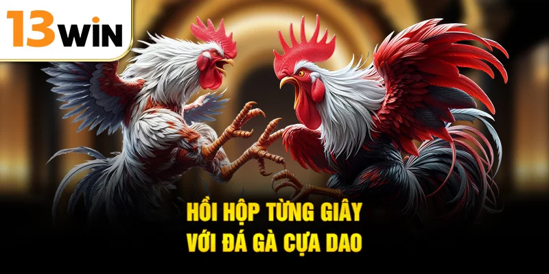 Hồi hộp từng giây với đá gà cựa dao
