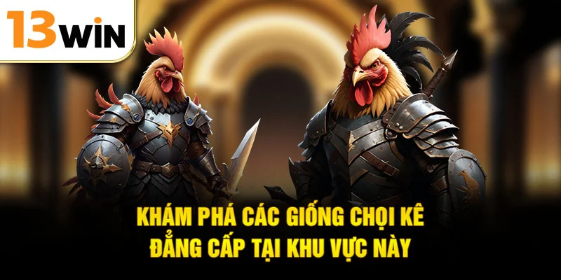 Khám phá các giống chọi kê đẳng cấp tại khu vực này