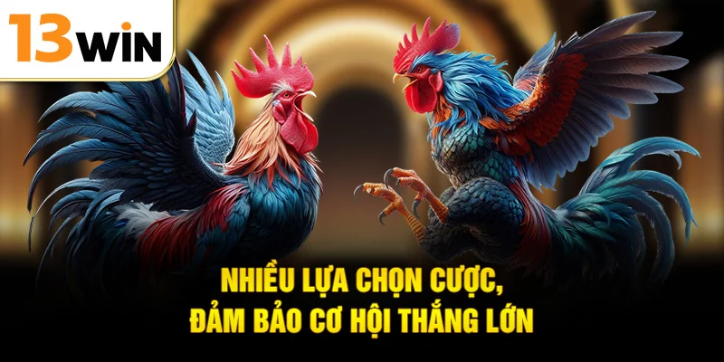 Nhiều lựa chọn cược, đảm bảo cơ hội thắng lớn