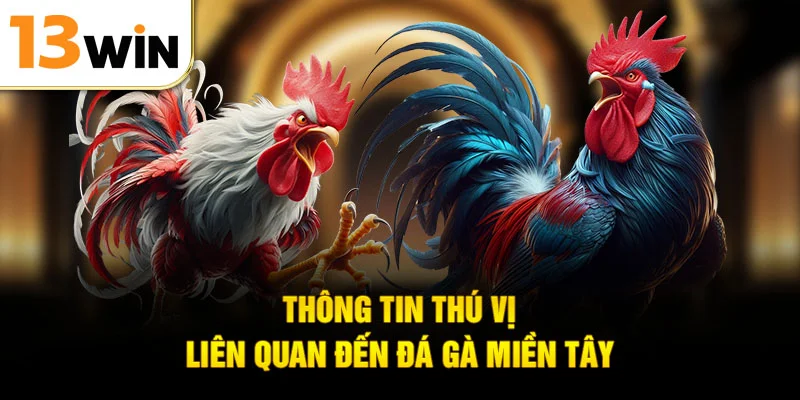 Thông tin thú vị liên quan đến đá gà miền Tây